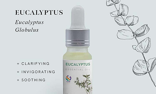 Lesser Known Amazing Eucalyptus Oil Benefits