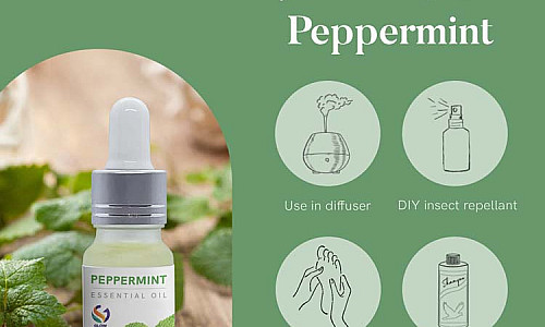 Meet Peppermint the Favorite Cousin of Spearmint